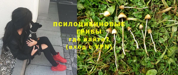шишки Аркадак